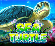 Sea Turtle